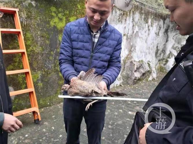 捉了一只野鸡 被判管制三个月!