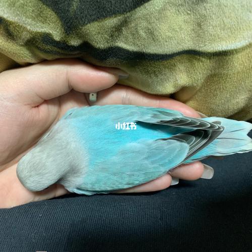 大型真香松石蓝闪_松石_牡丹_牡丹鹦鹉_宠物_宠物其他