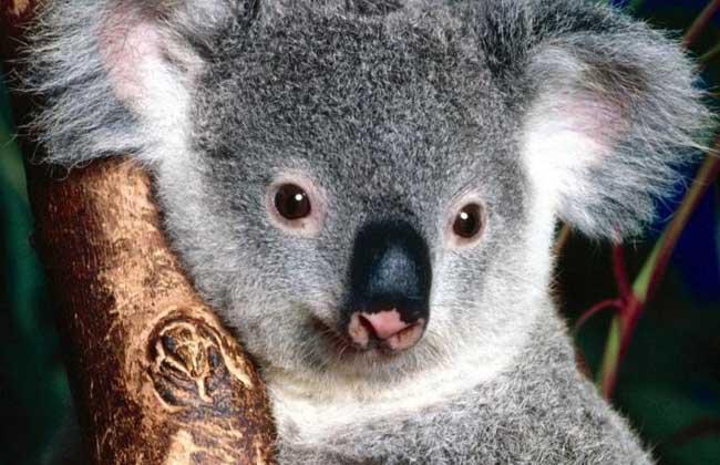 树袋熊图片大全