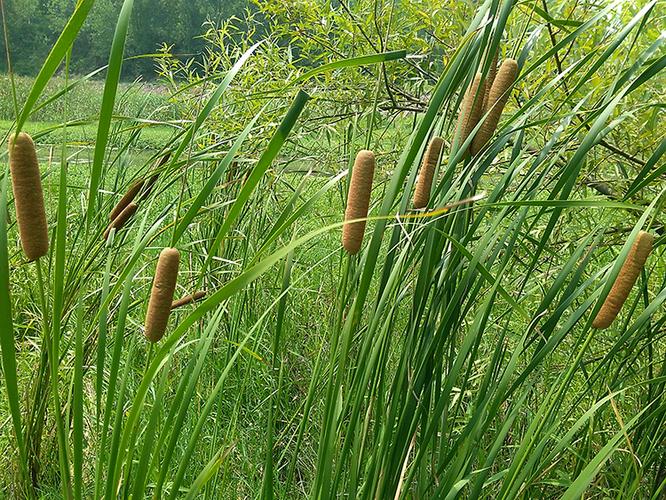野生新鲜现采蒲棒药材蒲包草鬼蜡烛蒲棰蒲厘蒲槌毛水蜡烛实棒槌草