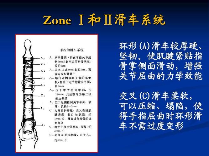 使肌腱紧贴指 骨掌侧面滑动,增强 关节屈曲的力学效能 交叉(c)滑车