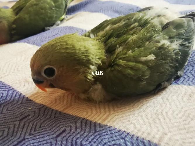 黄妈配紫爸=绿色的两个宝宝_桐梓林攻略_鹦鹉_牡丹_黄桃_手养牡丹鹦鹉