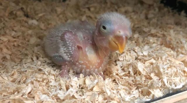 饲养者能否直接购买牡丹鹦鹉蛋来孵化幼鸟?