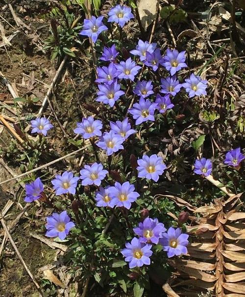 一种农村不起眼的野草,药用,观赏价值高,得"华南龙胆"