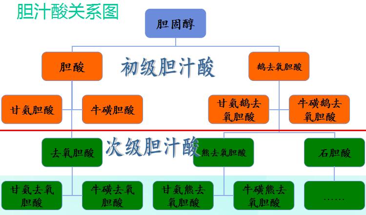 哪一种物质不是初级胆汁酸?