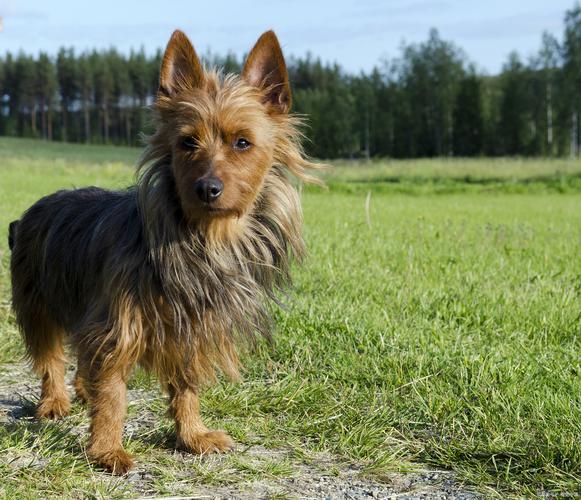 72种名犬图片及名字