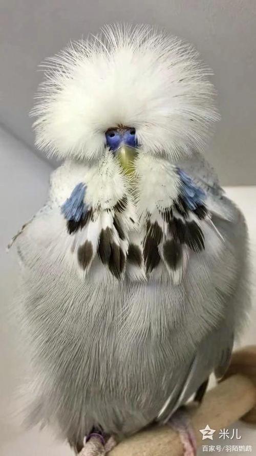 虎皮鹦鹉欧血大头