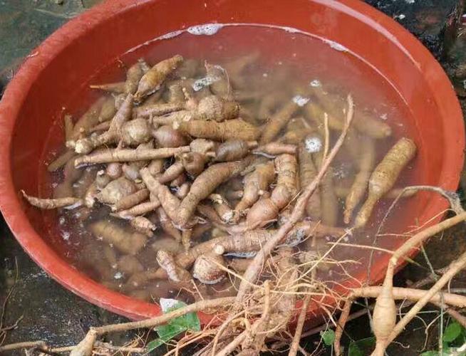 野生牛大力山莲藕新鲜粉质牛大力薯切片晒干广东滋补药膳煲汤材料