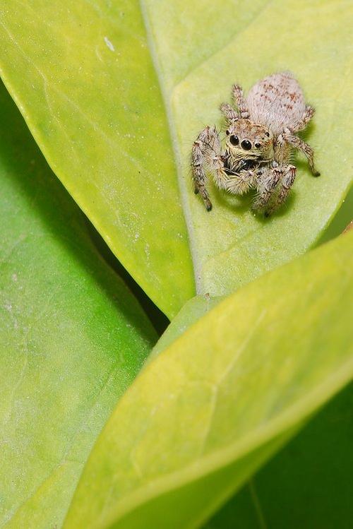 标题:不上网的蜘蛛更可爱