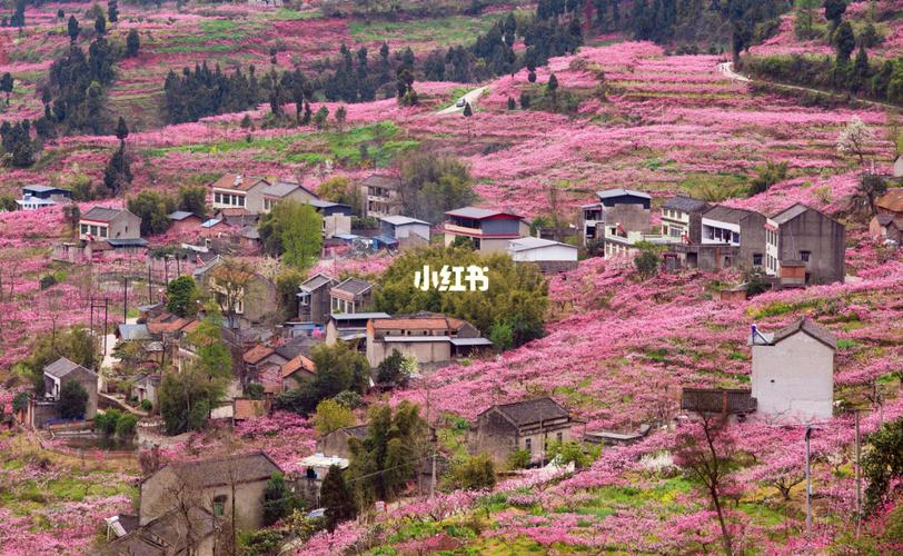 龙泉山桃花→天池_桃花_出行_人文风光展示