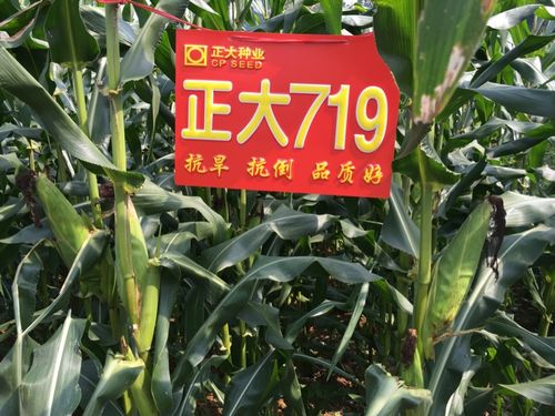 玉米新品种正大719 广西 大化