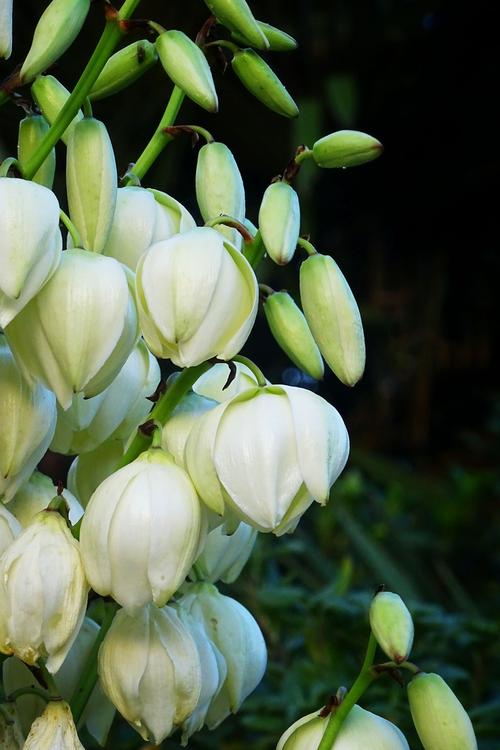 凤尾兰,许多人见过,却不知道名字的花～凤尾兰