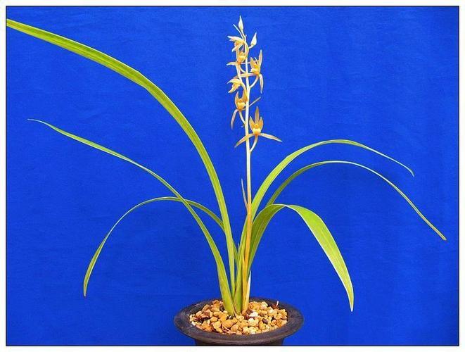 漂亮的金公主-墨兰篇-中国兰花交易网社区