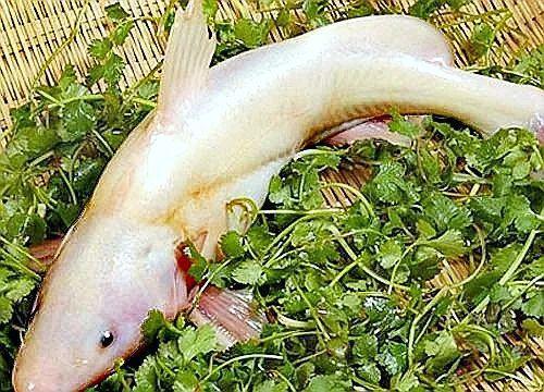 说说江阴的笋鮰鱼——童年美食(75)