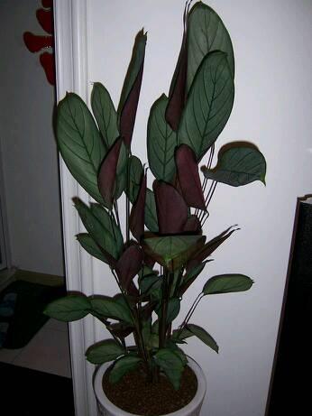 回答 这是飞羽竹芋.