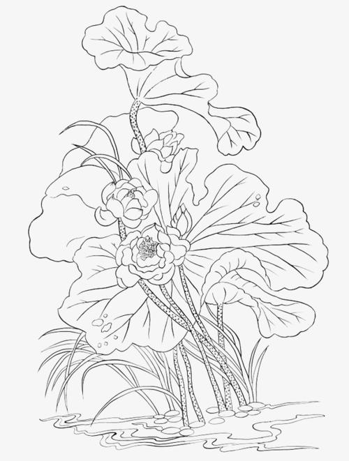 精致莲花,莲花儿,莲花线稿,莲花手绘,荷花线稿,手绘莲花