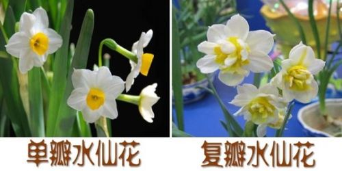 漳州水仙花种球批发 水仙花球头价格 供应各个等级 大量价优