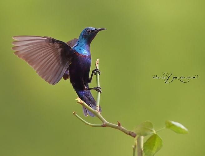 紫花蜜鸟 cinnyris asiaticus 雀形目 太阳鸟科 双领花蜜鸟属
