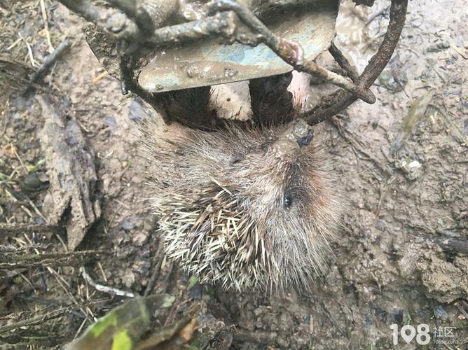 又是这货!野鸡窝中刺猬我也是醉了!妈的,拿出来都不好拿!已放生