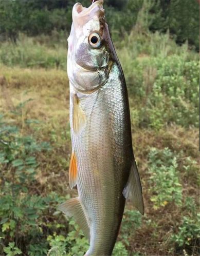 洞庭湖野生翘白鱼鲜活现杀野生大白刁肉质鲜美大白条翘嘴鱼