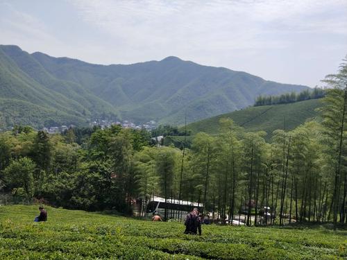 安吉慢谷箐箐茶园二o一九年五月十一日
