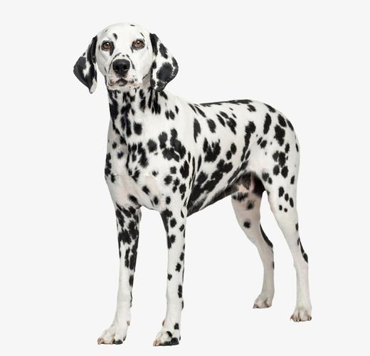 长腿的可爱斑点狗