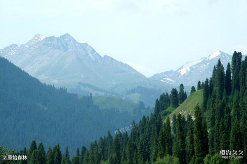 新疆西天山国家级自然保护区旅游攻略之原始森林2共4页