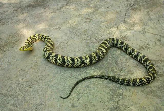 一下中国十大无毒蛇,常被人们当作毒蛇其中6种性情凶猛候会