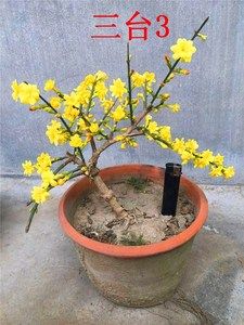 三台迎春花盆景