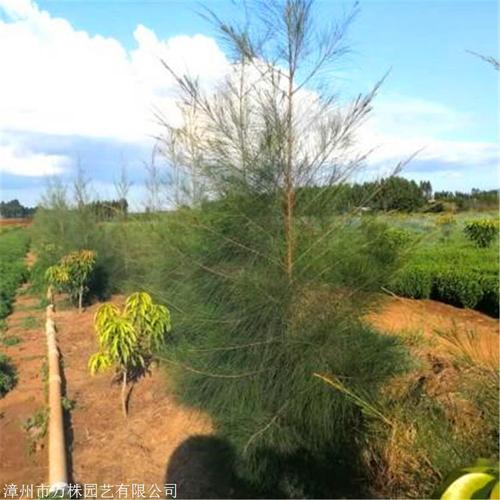 木麻黄小苗 广西精品木麻黄 庭荫树绿化树苗 规格全