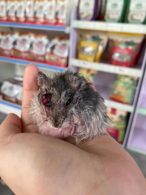 新加坡被遗弃的仓鼠数量为何激增?