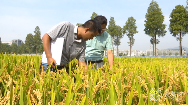 既要产量也要品质江苏超级稻品种再添3席