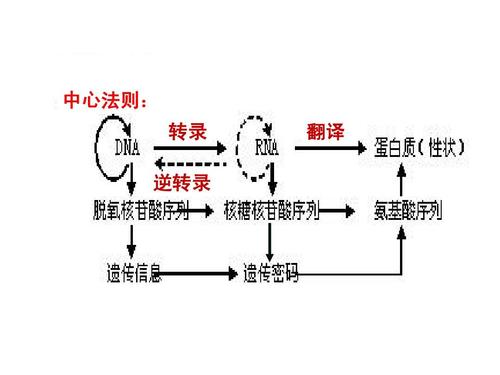 中心法则: 转录 逆转录 翻译