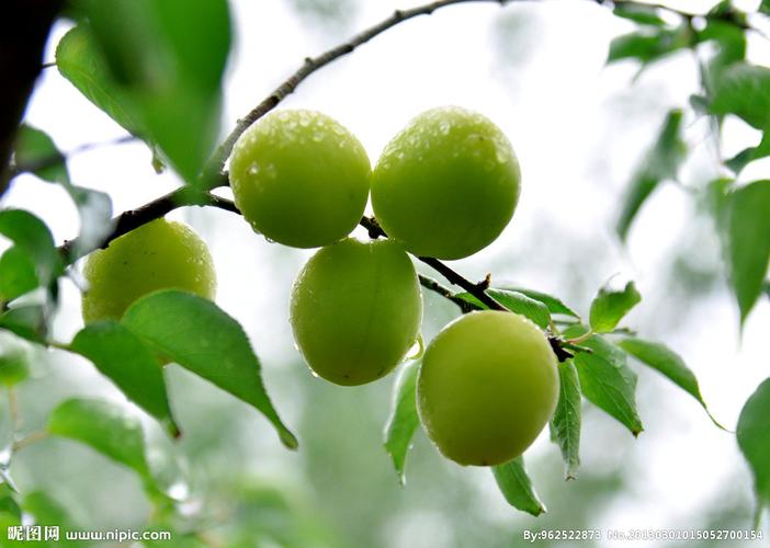 青梅图片