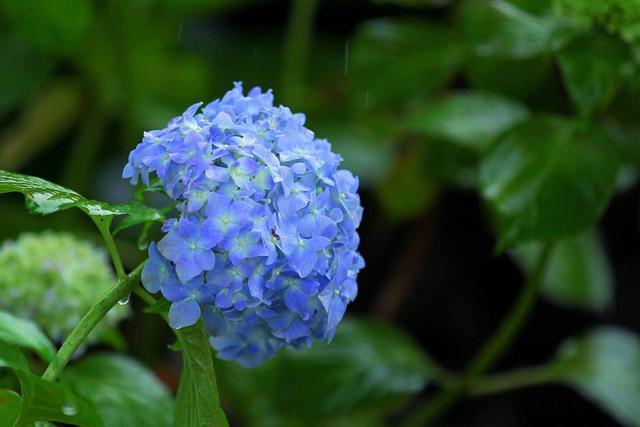 一朵绣球花好多颜色,原来是热门品种,今年夏天不养还要等一年