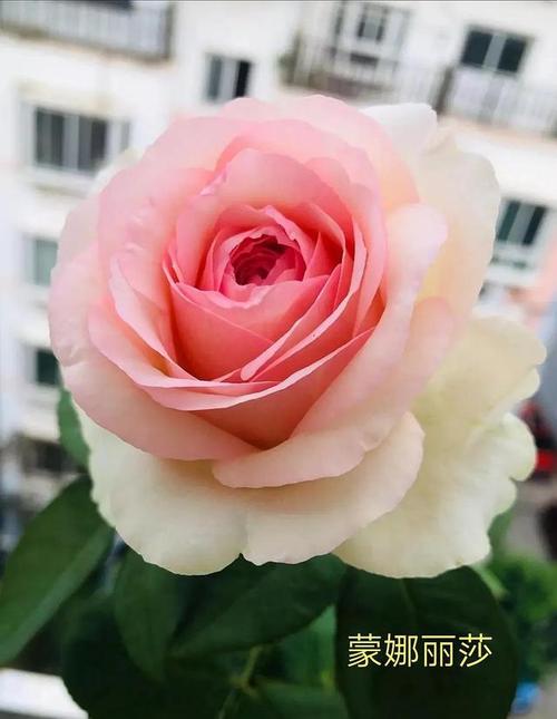 漂亮的玉兔/优雅长裙/玉兔:株高120厘米,花径儿厘米以上,粉色浓香,多