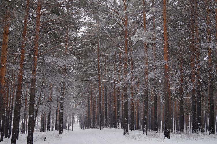 雪地中的森林