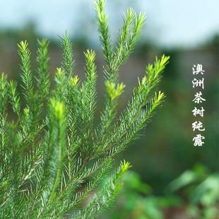 壹花壹皂 新鲜澳洲茶树纯露 控油抗痘收毛孔天然花水喷雾爽肤水