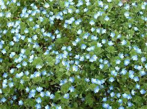 定制兰星星/野生满天星/蓝色花/长绿植物/木质花盆