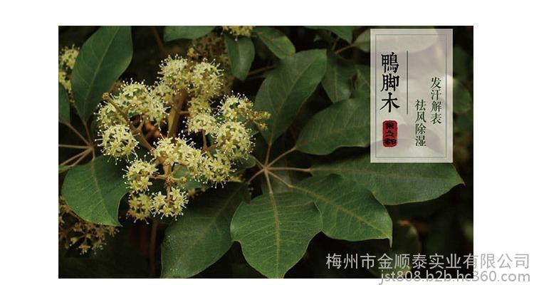鸭脚木蜂蜜 原生态蜂蜜果之都纯蜜玻璃瓶礼品装250g客家特产农家自产