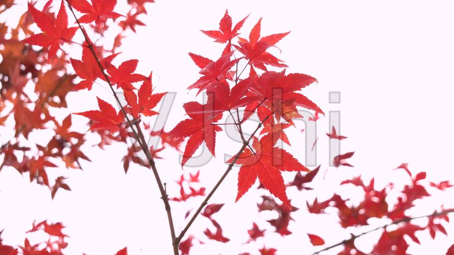 秋天红叶枫树实拍