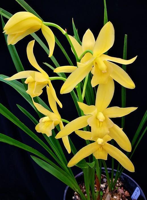 黄金小神童兰花"抗折腾",易养护,开花容易,花瓣耀眼夺目