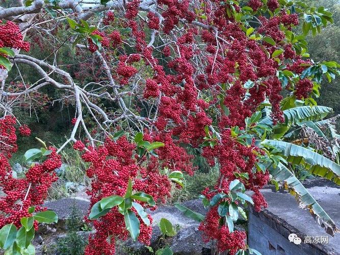 太美了!高州马贵周坑一棵树上挂满了红彤彤的果实,万紫千红过新年