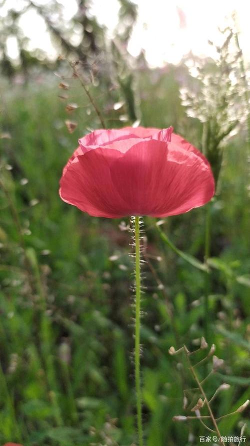 (虞美人)我们在看虞美人,它的花枝叶片比较纤细.花枝叶片有绒毛.