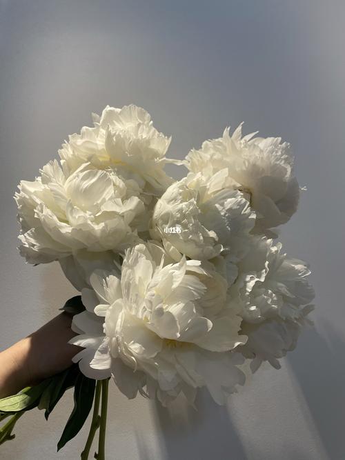 芍药奶油碗_奶油_芍药_家居家装_家居装饰