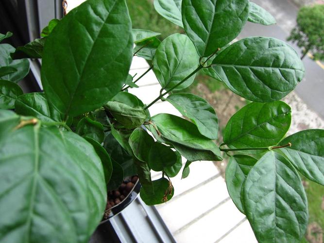 茉莉花叶子蔫了