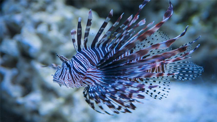 海洋凶猛狮子鱼高清桌面壁纸