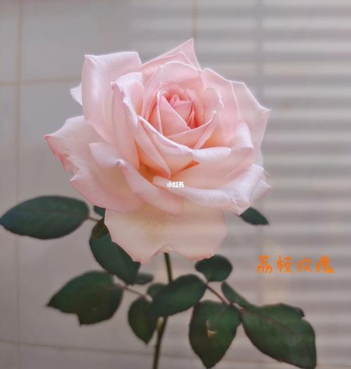 月季第一波花_荔枝_月季_夏天去哪玩_鲜花_果汁_干花