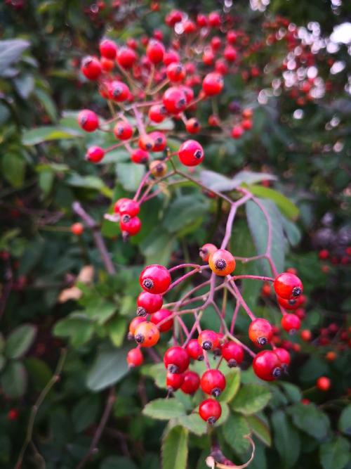 蔷薇果着霜红,绿叶相伴迎暖冬