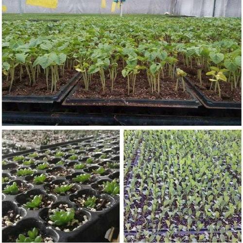 育苗塑料盘可重复模具营养盆多育种育苗盘